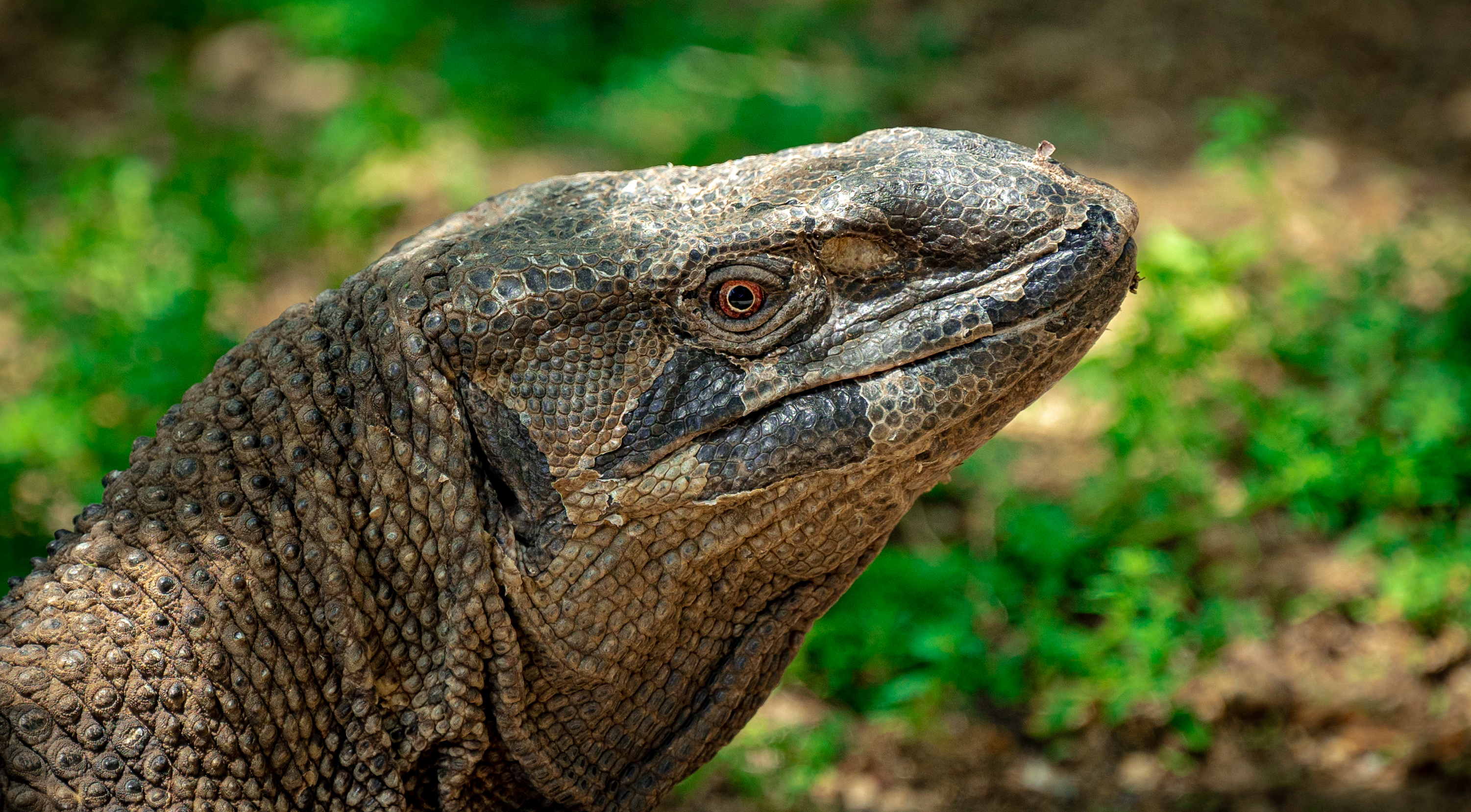 Black Throated Monitor