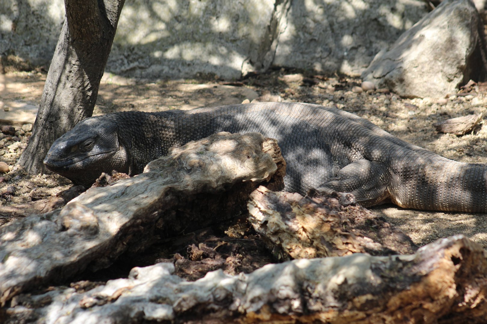 Black-Throated Monitor