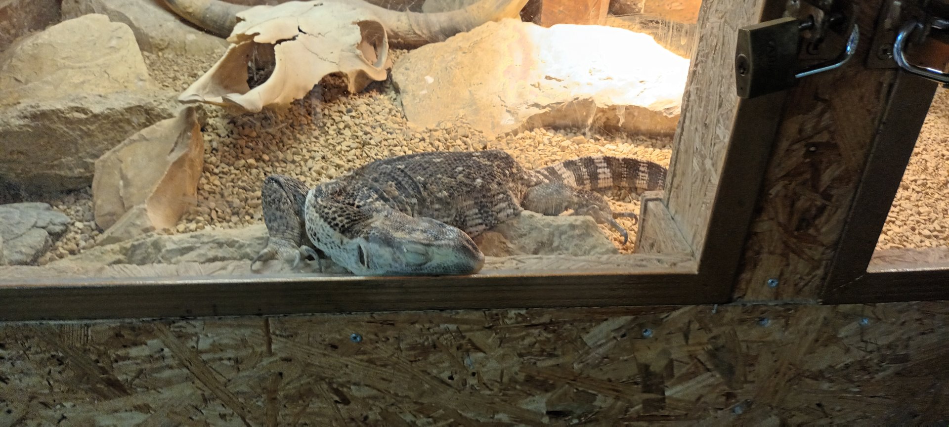 Black throated Monitor