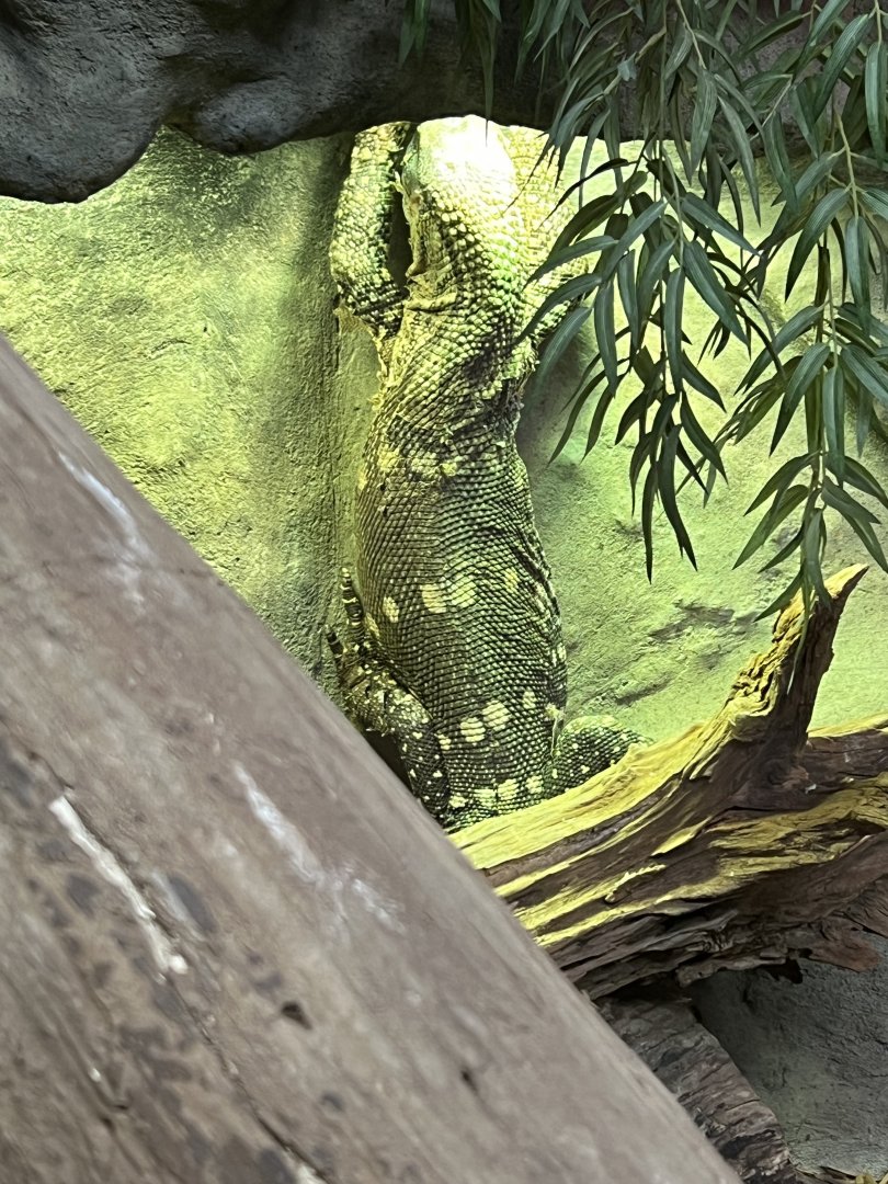 Black-Throated Monitor