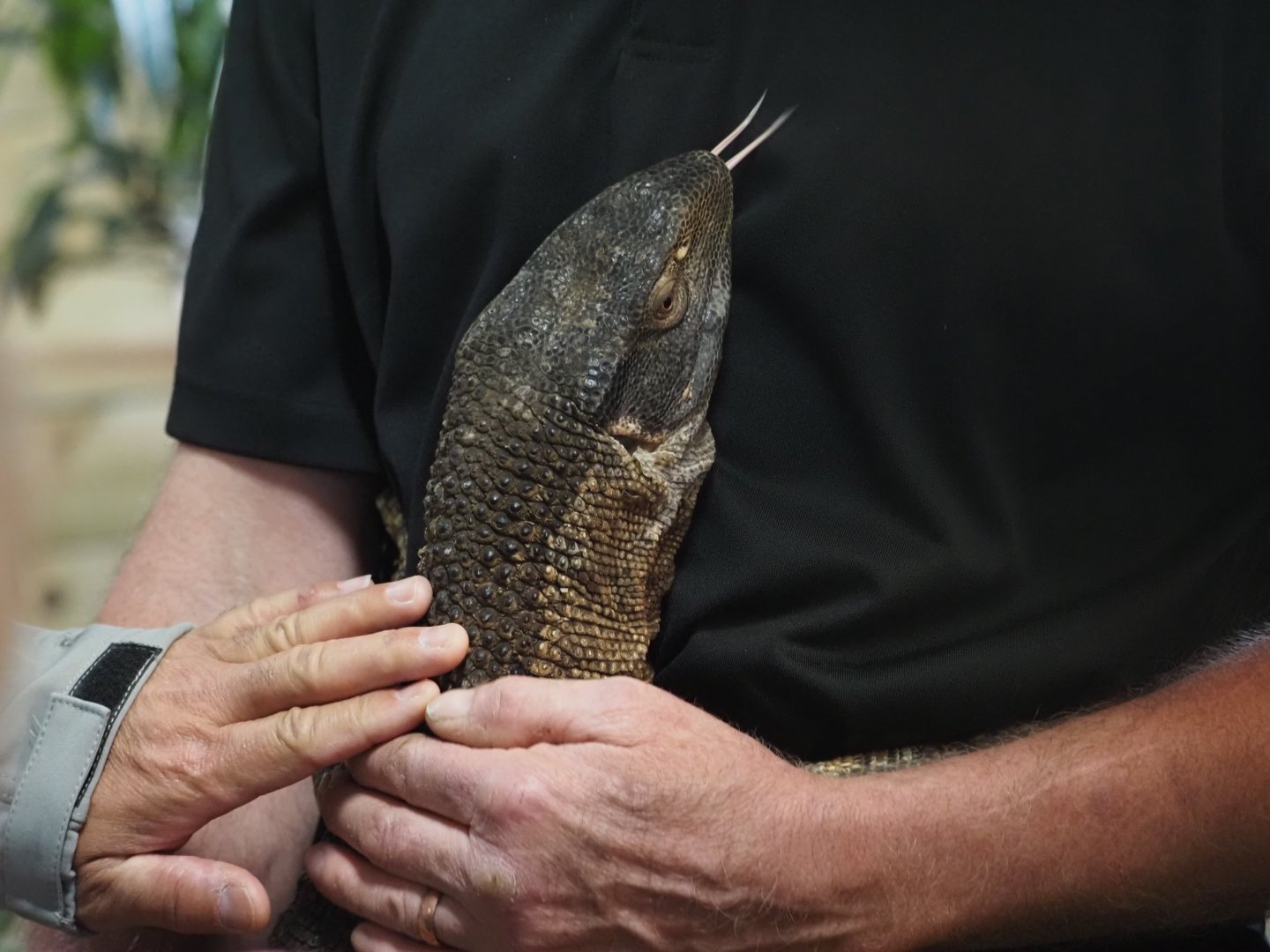 Black-Throated Monitor