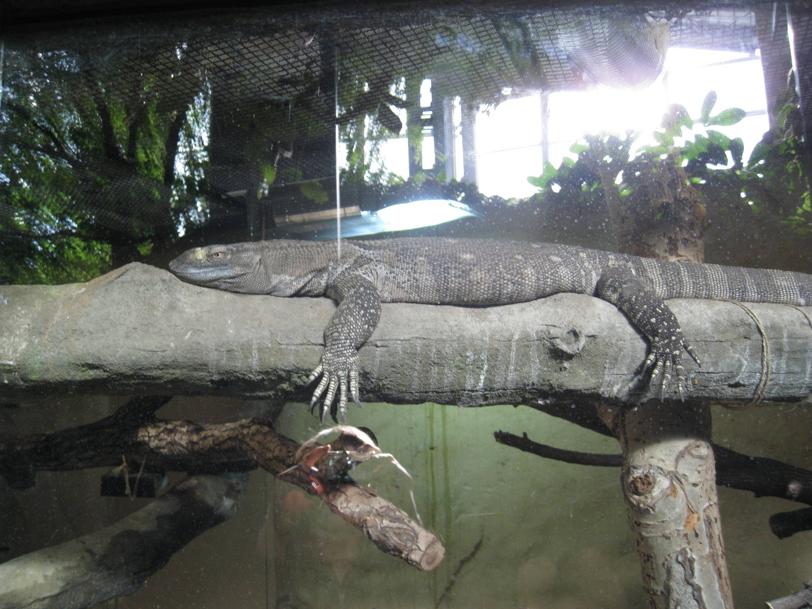 Black-Throated Monitor
