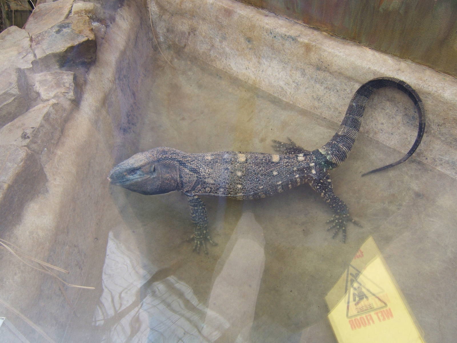 Black-throated Monitor