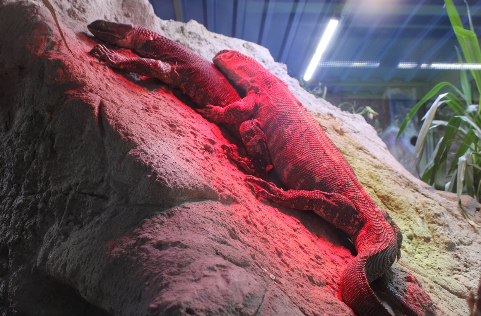 Black-throated monitors