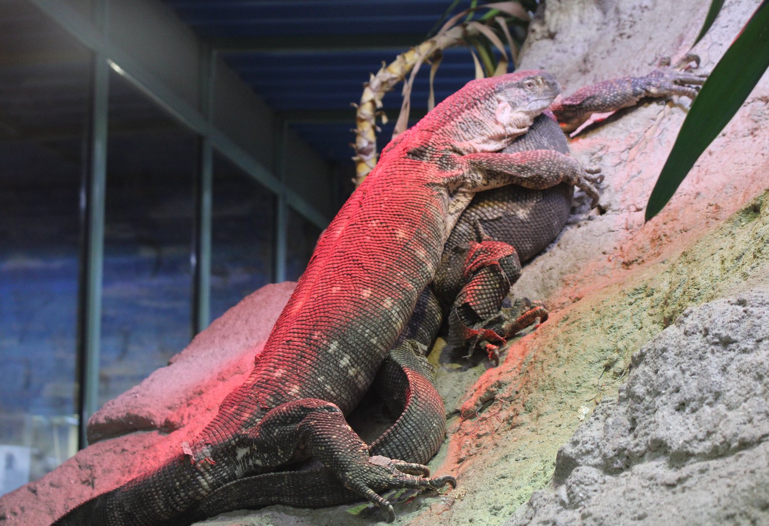 Black-throated monitors