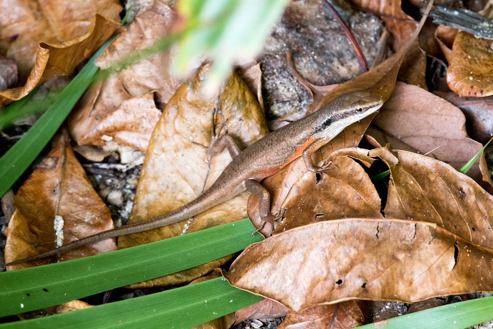 Black-throated Rainbow Skink