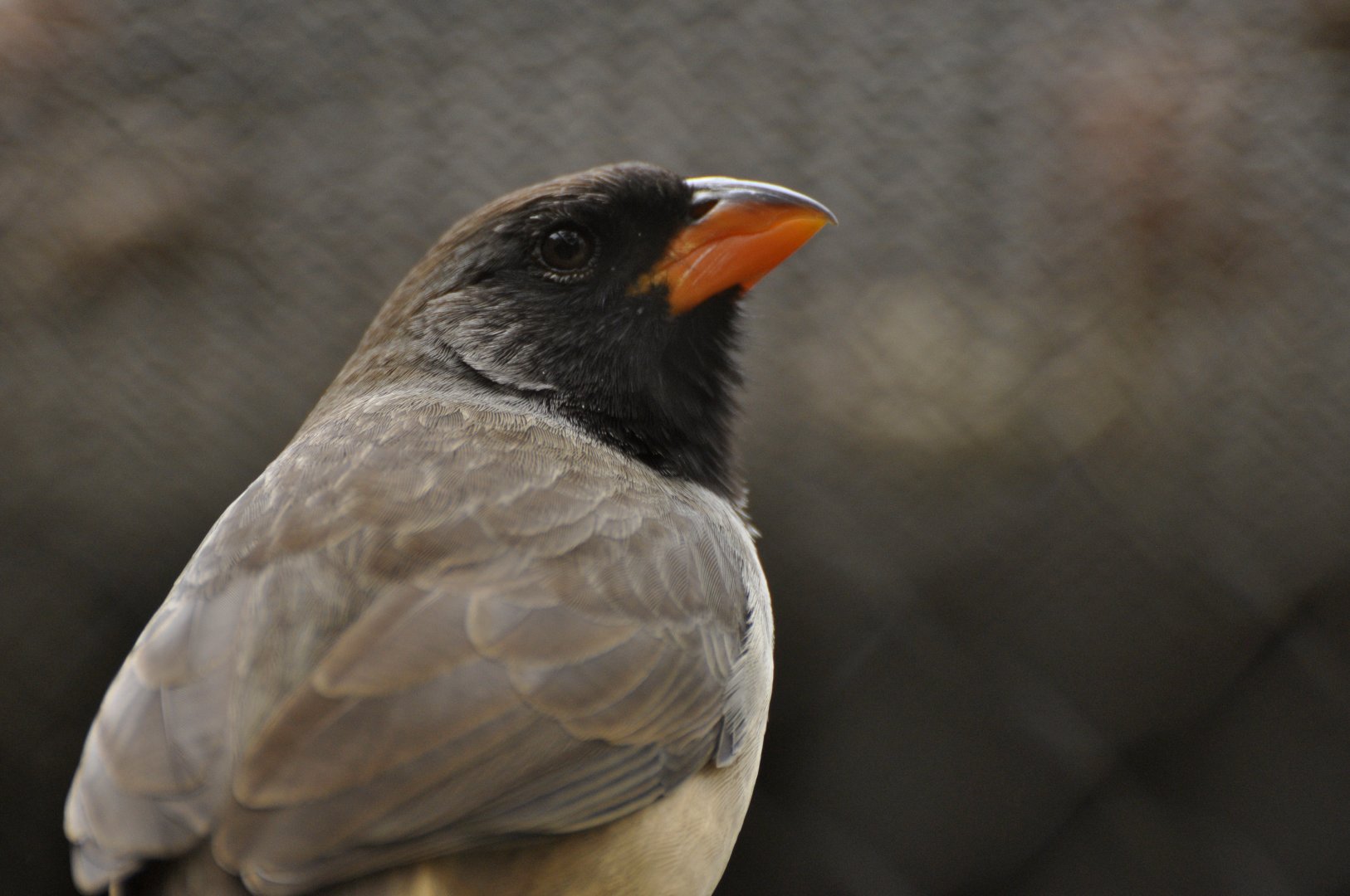 Black-throated Saltator (Saltator atricollis)