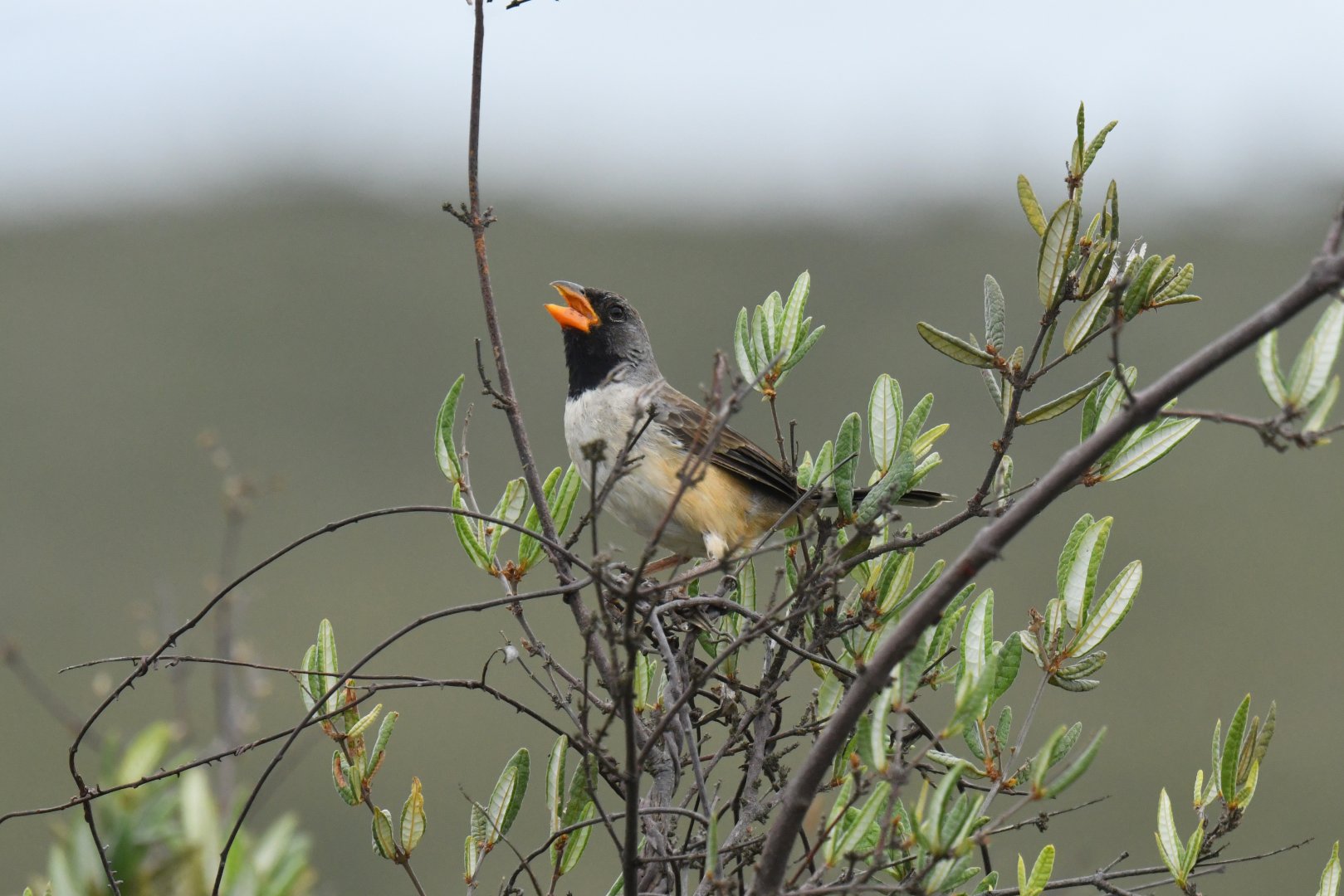 Black-throated Saltator Saltatricula atricollis