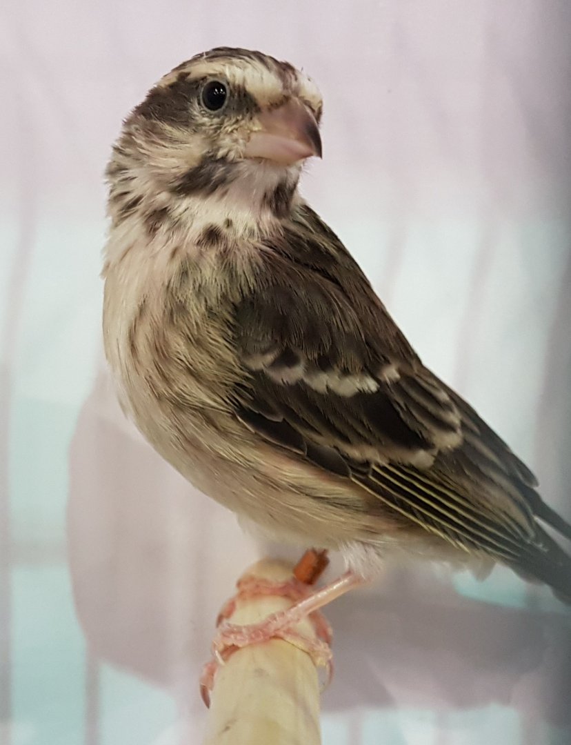Black-throated seedeater - Serinus atrogularis