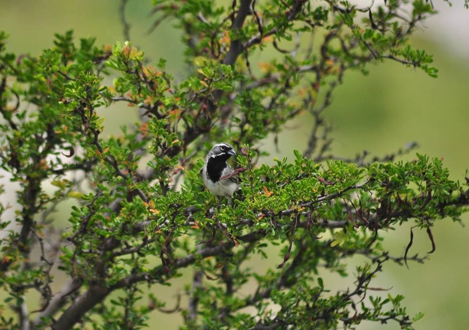 Black-throated Sparrow - Texas