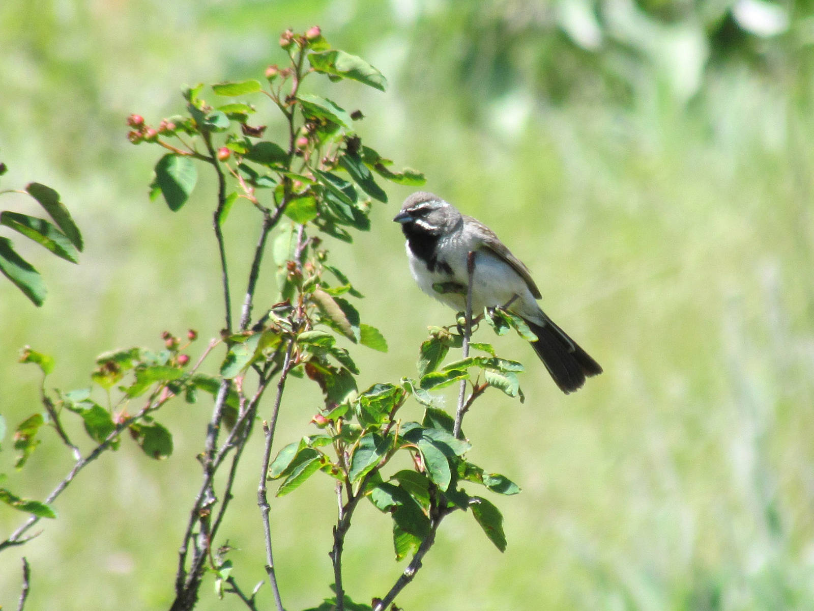 Black-throated Sparrow