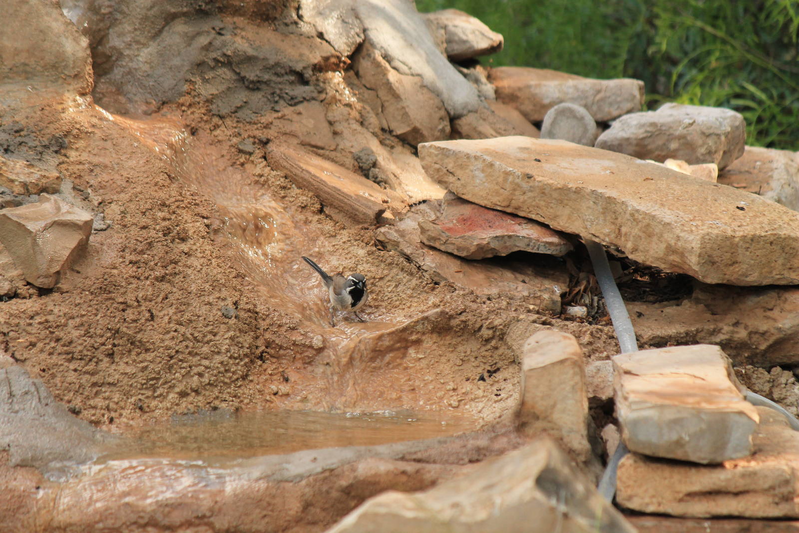 Black-Throated Sparrow