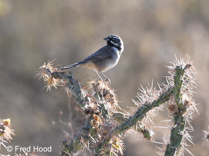 black throated sparrow