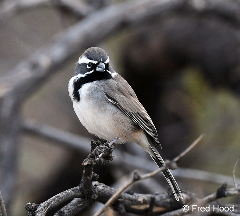 black throated sparrow