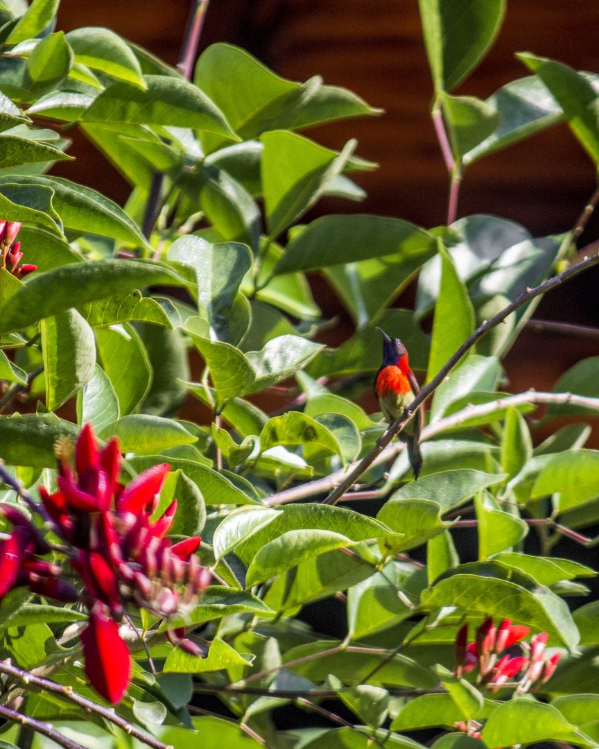 Black-throated sunbird, Aethopyga saturata johnsi