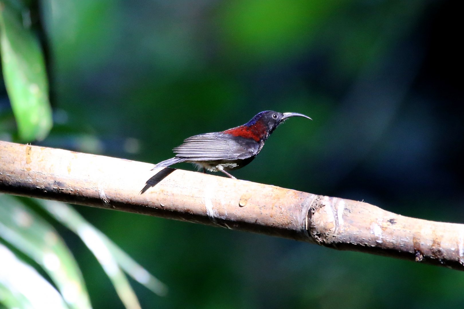 Black-throated Sunbird (Aethopyga saturata)