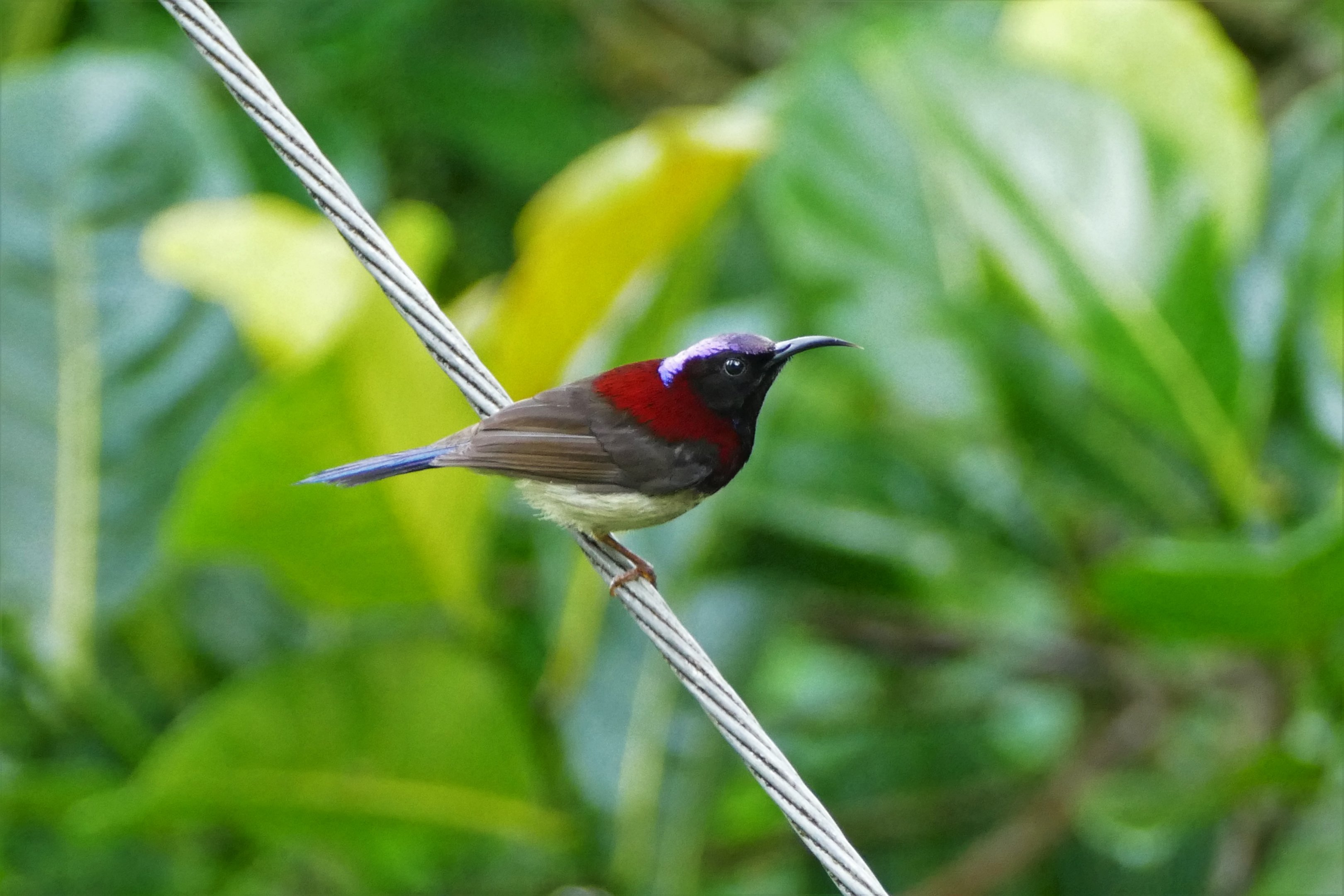 Black-throated Sunbird - Fraser's Hill