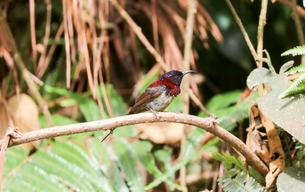 Black-throated Sunbird