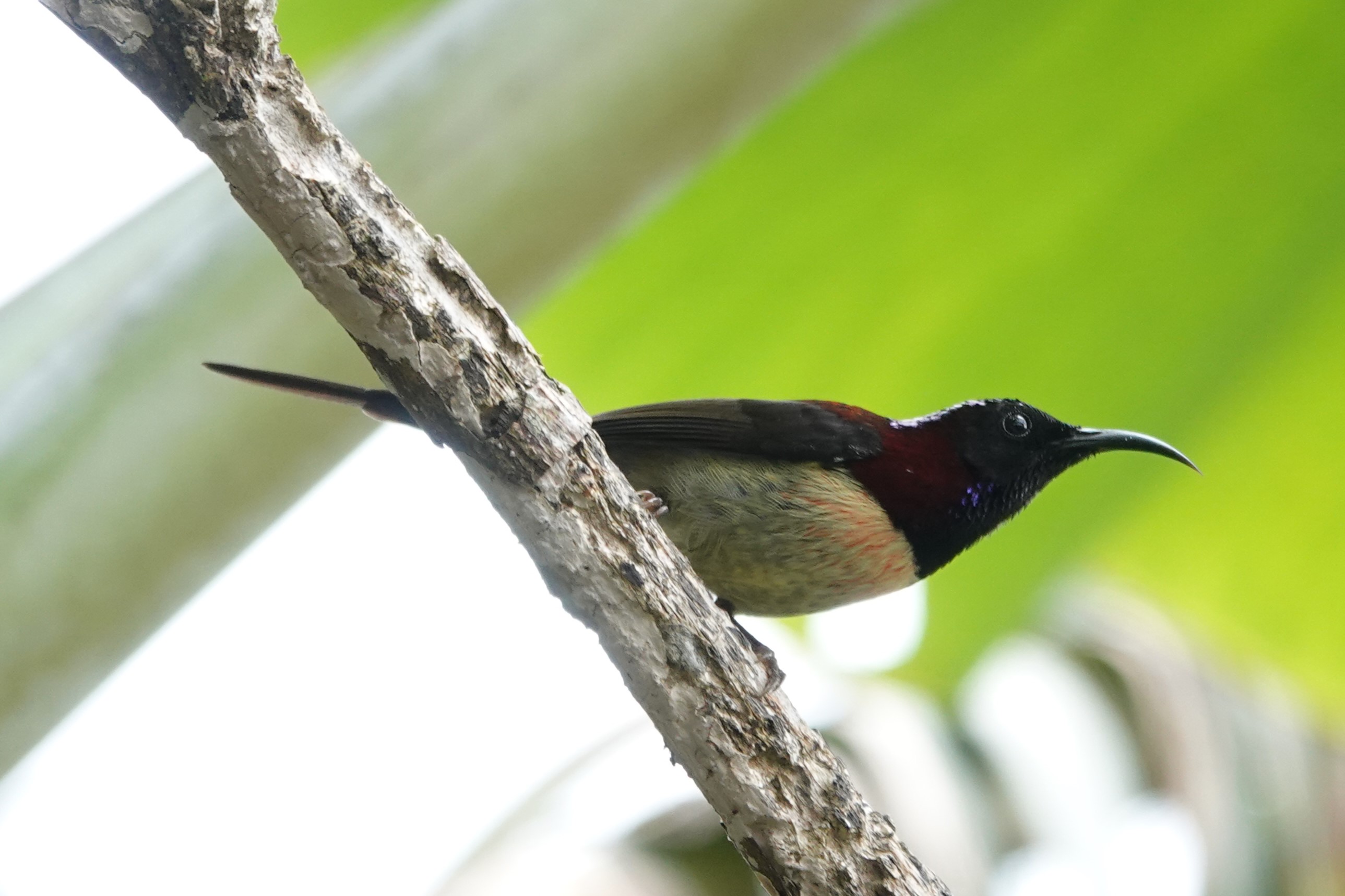 Black-throated Sunbird