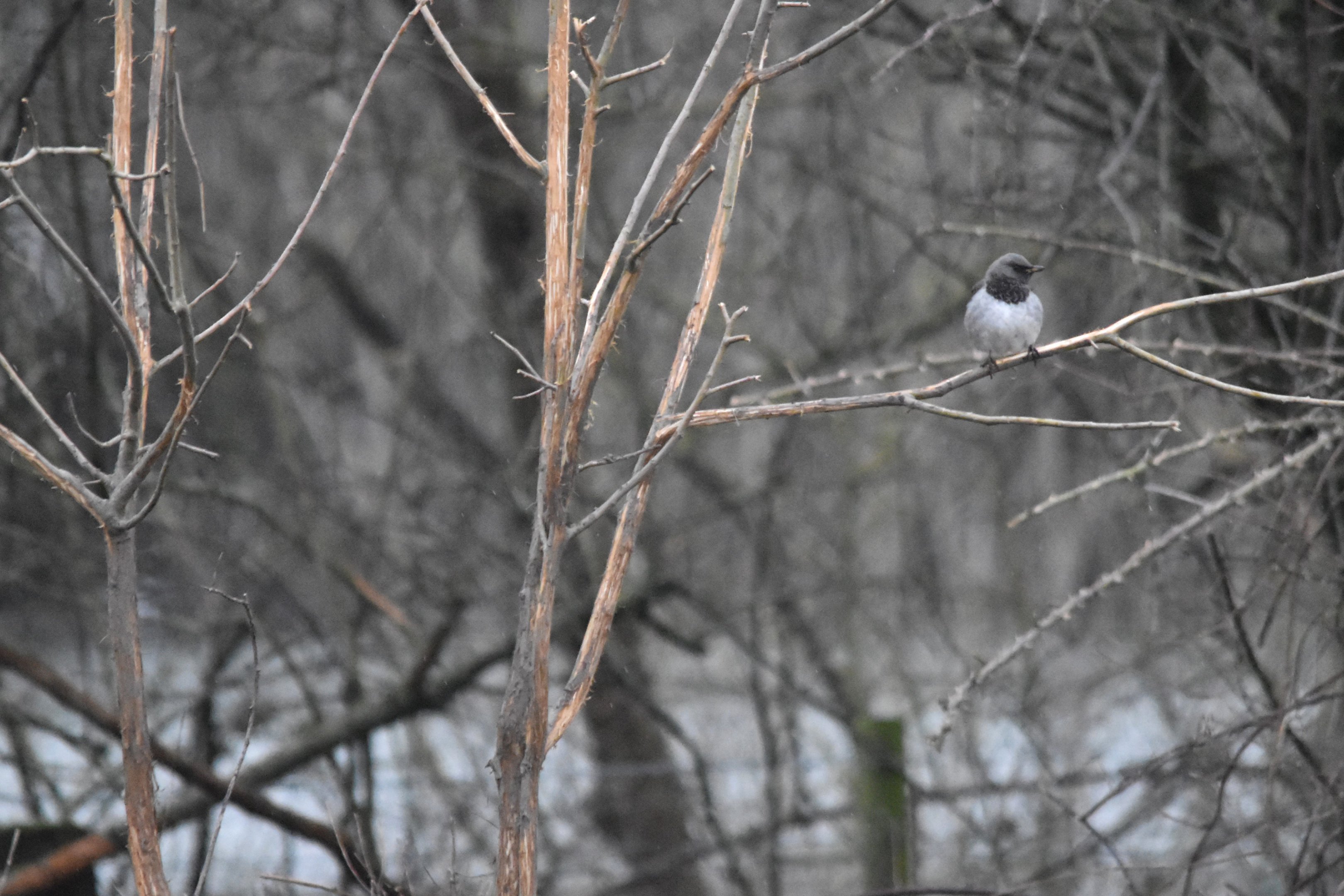 Black-throated Thrush at Tophill Low, 20th January 2024