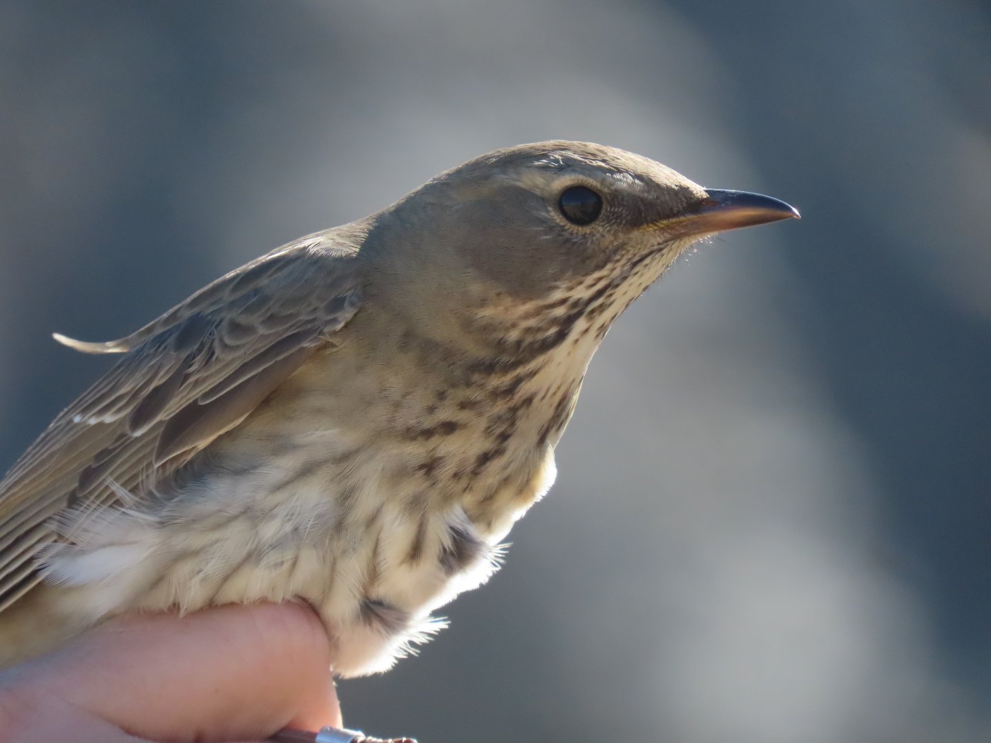 black throated thrush ringd at khovd ringing station