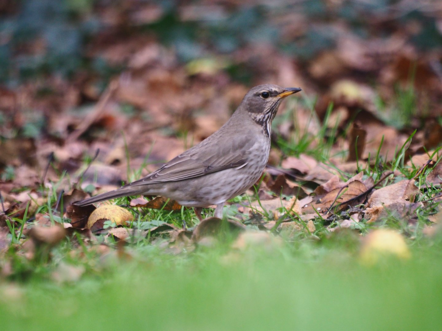 Black-throated Thrush