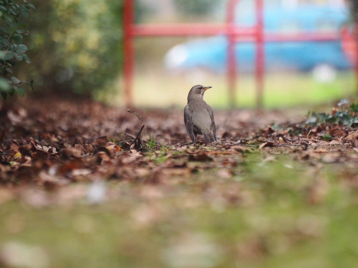 Black-throated Thrush