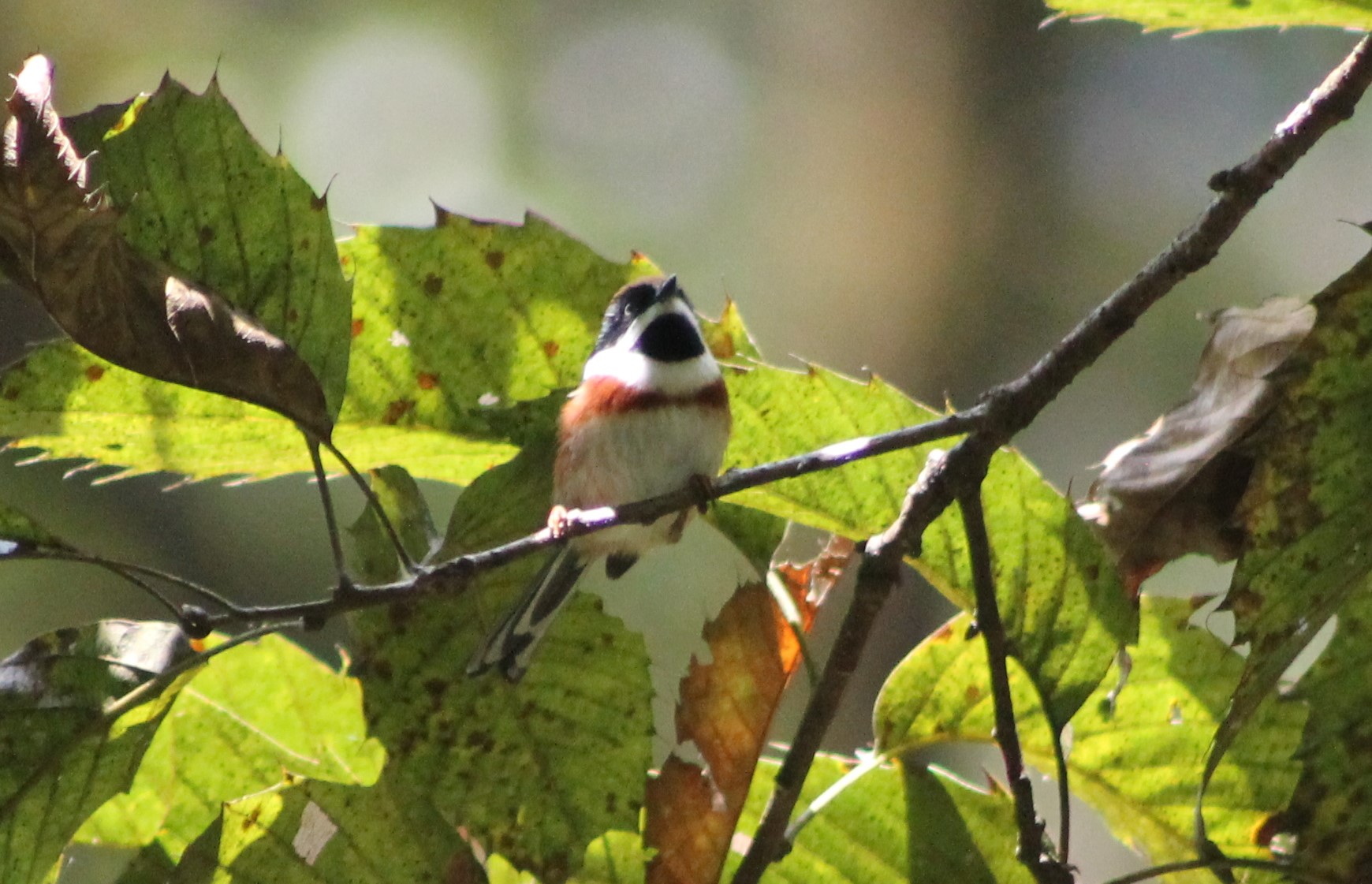 Black-throated Tit (Aegithalos concinnus)
