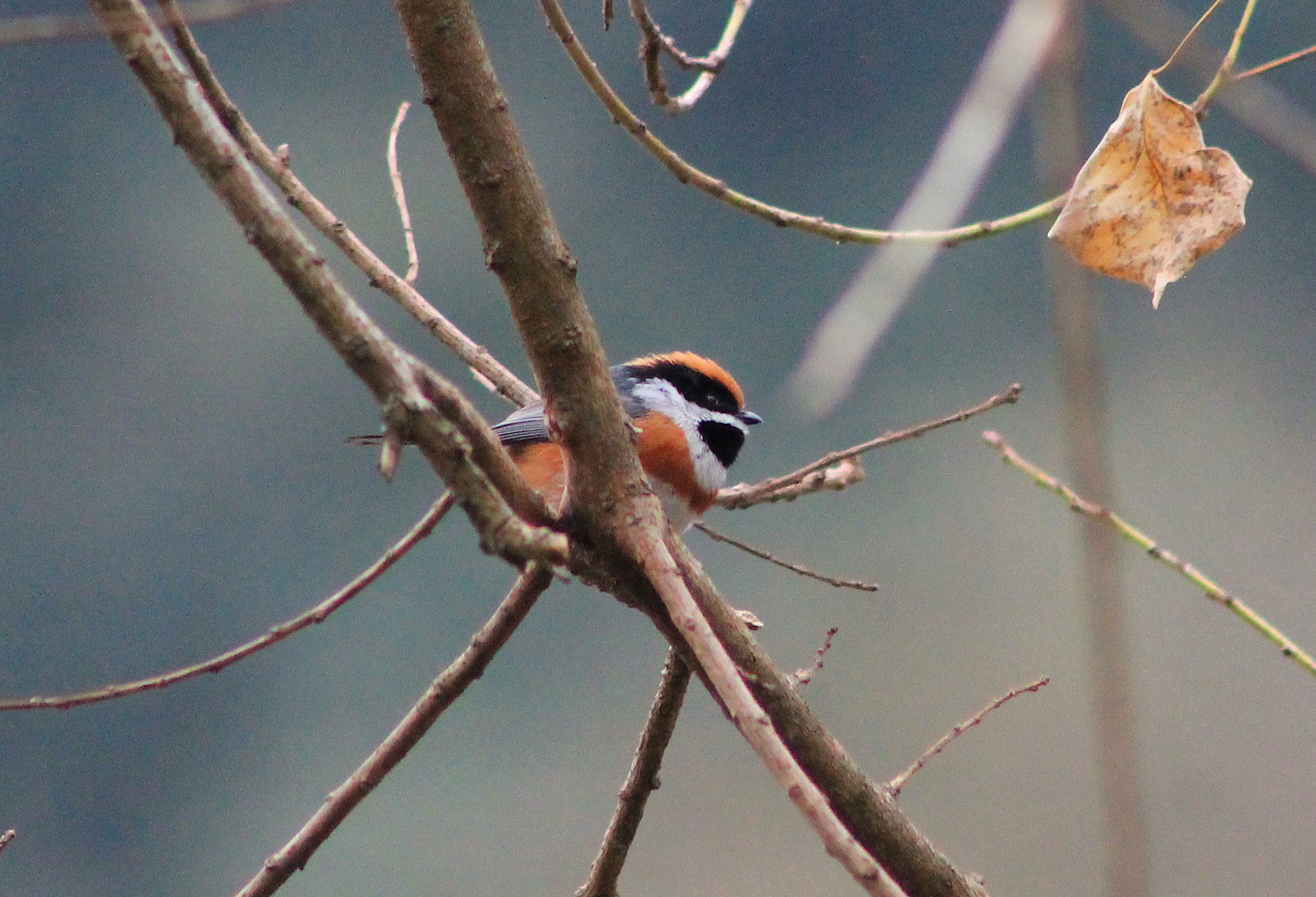 Black-throated Tit (Aegithalos concinnus)