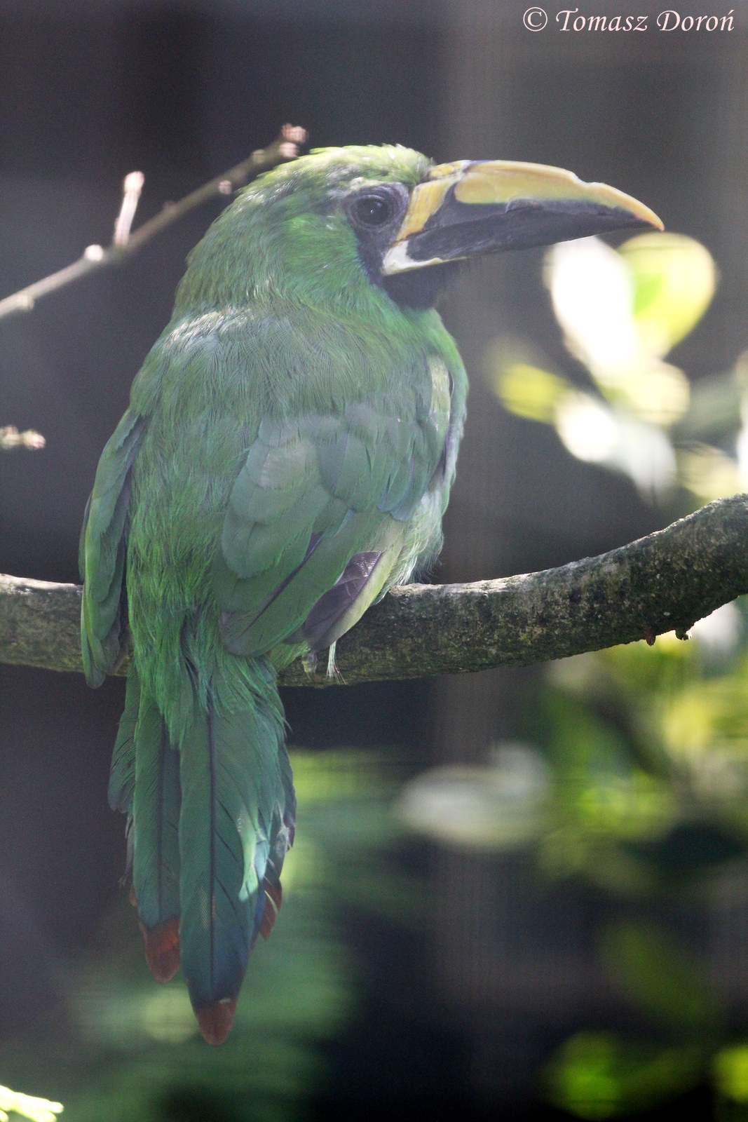 Black-throated Toucanet (Aulacorhynchus atrogularis), August 2015