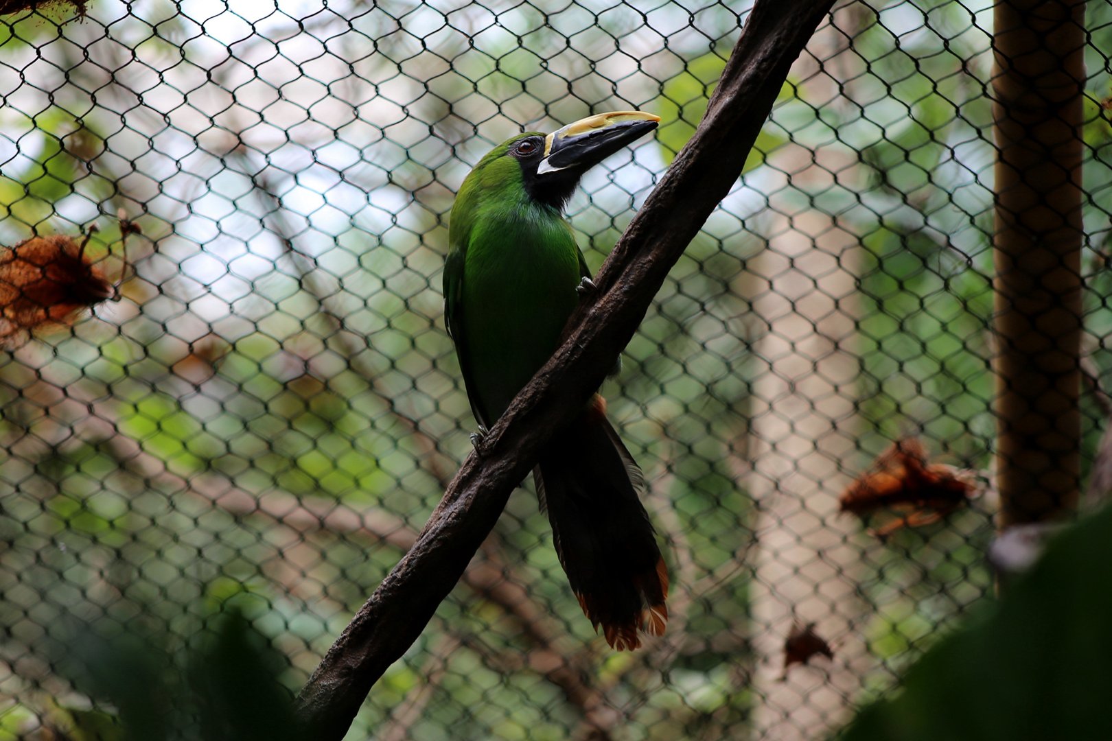 Black-throated Toucanet (Aulacorhynchus atrogularis), May 2018