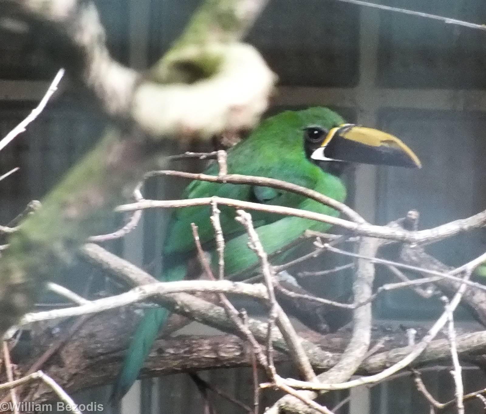 Black-throated Toucanet