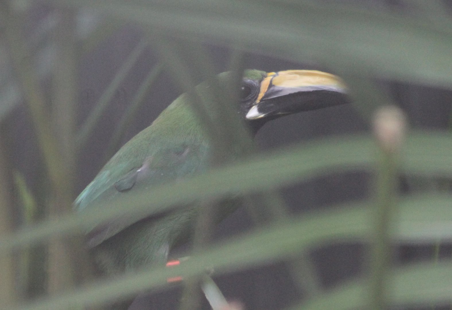 Black-throated toucanet