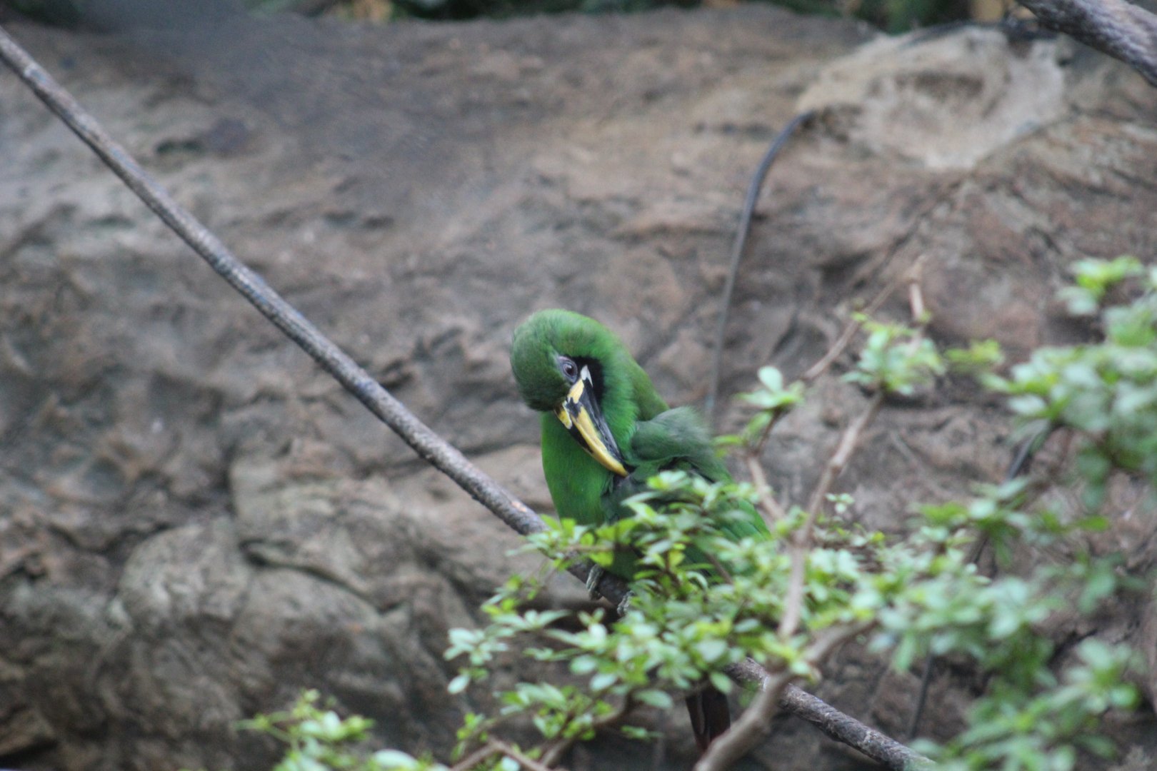 Black-Throated Toucanet