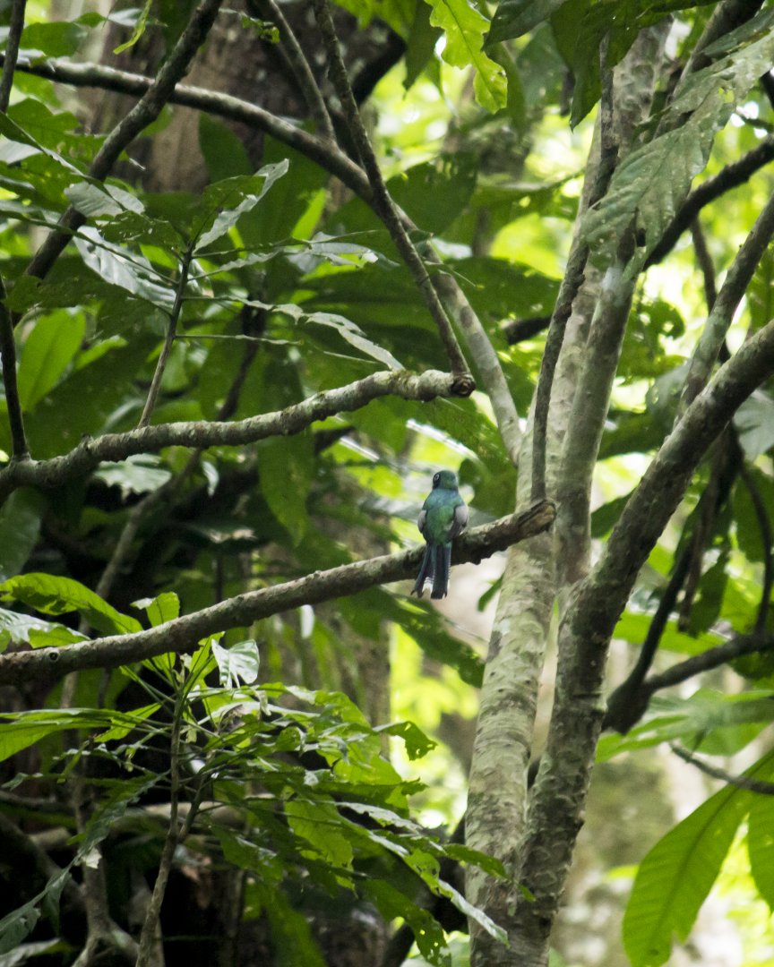 Black-throated trogon, Trogon rufus