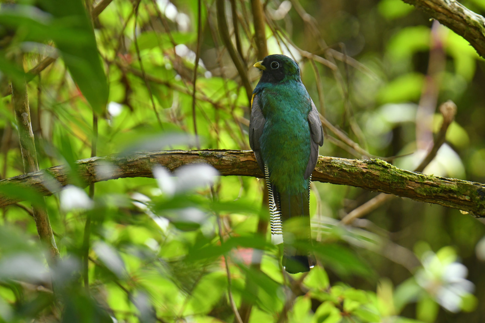 Black-throated Trogon Trogon rufus