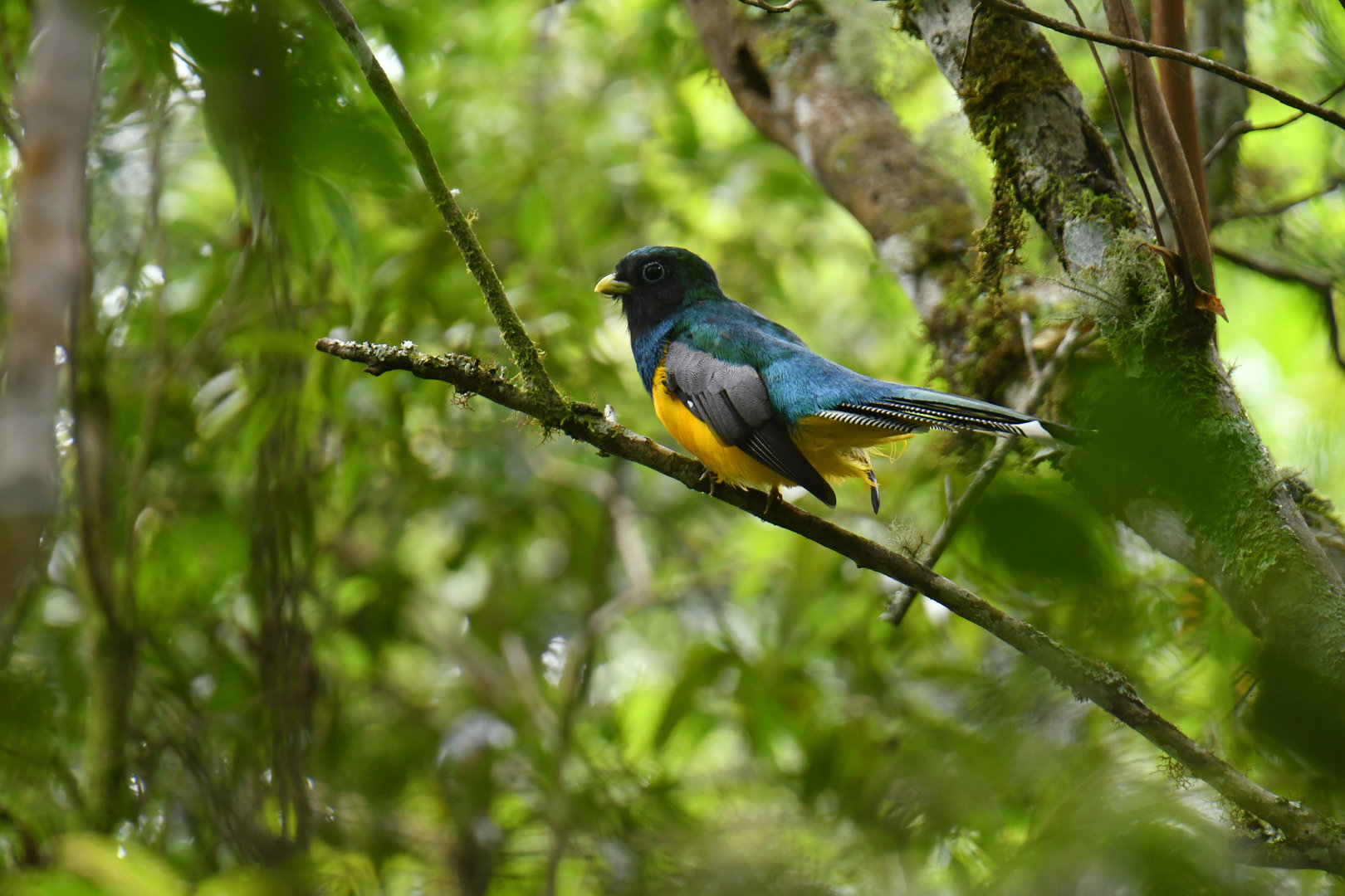 Black-throated Trogon Trogon rufus