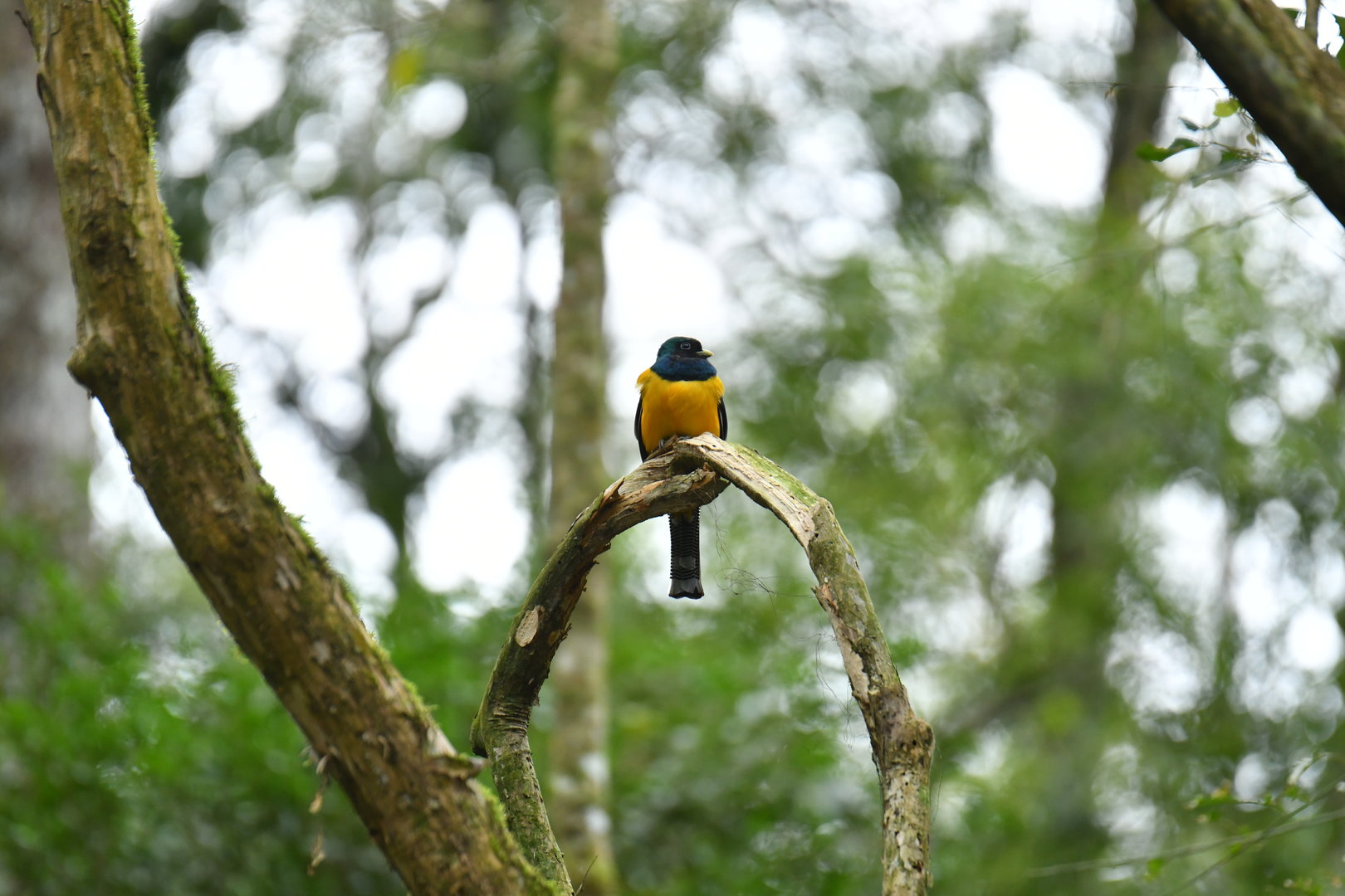 Black-throated Trogon Trogon rufus