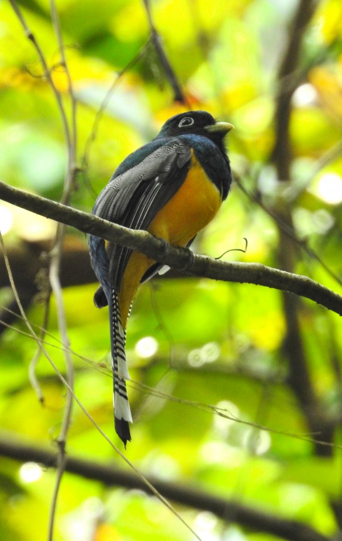Black Throated Trogon