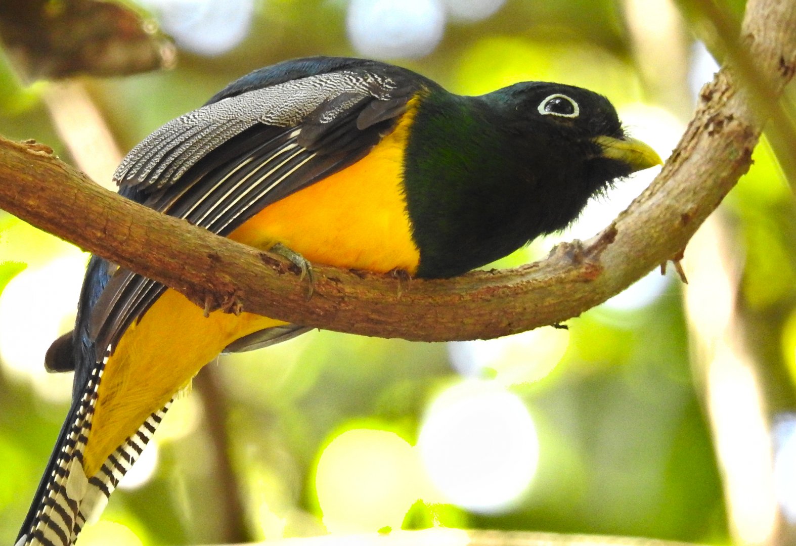 Black Throated Trogon