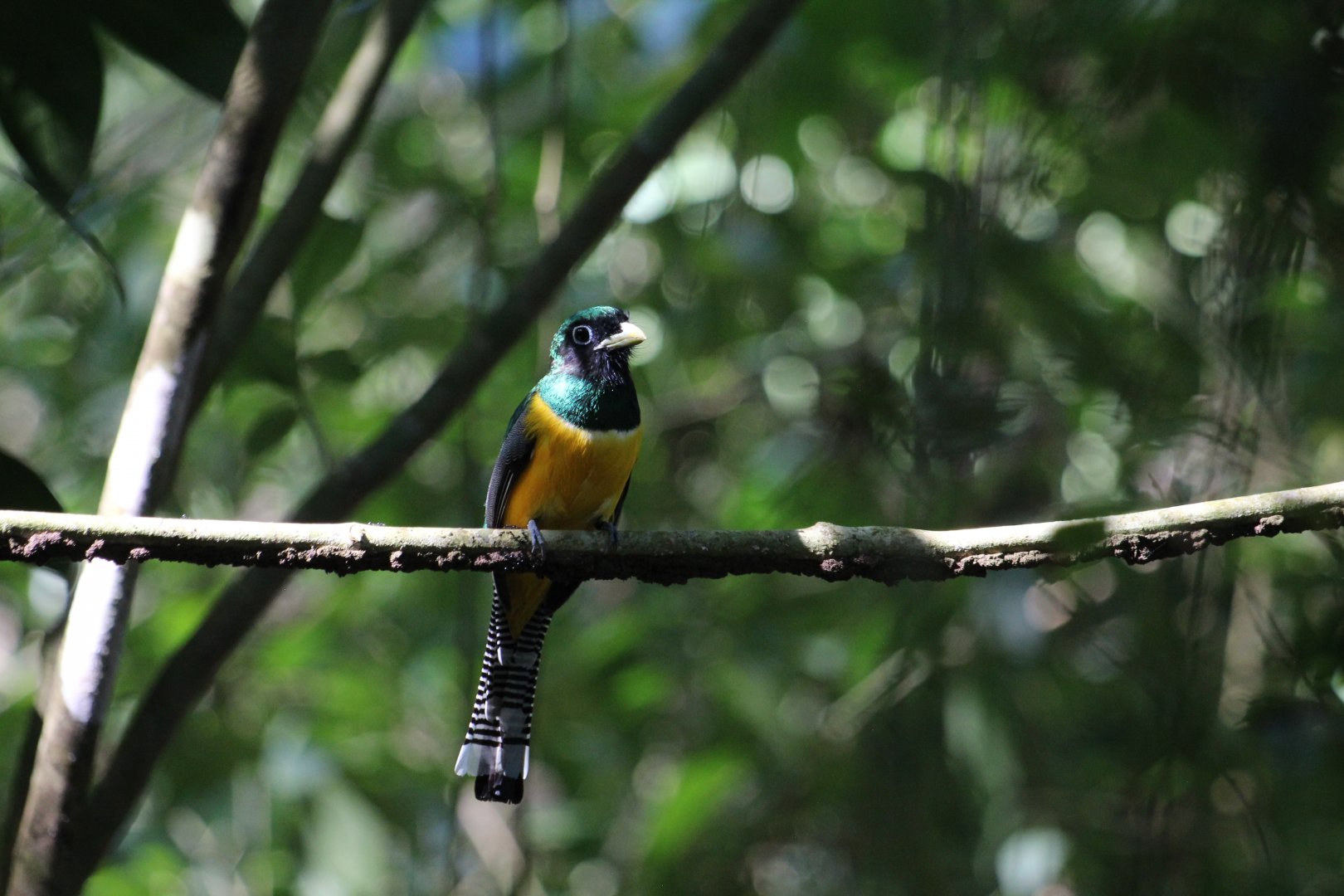 Black-throated Trogon