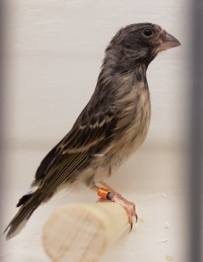 Black-throated yellow-rumped canary