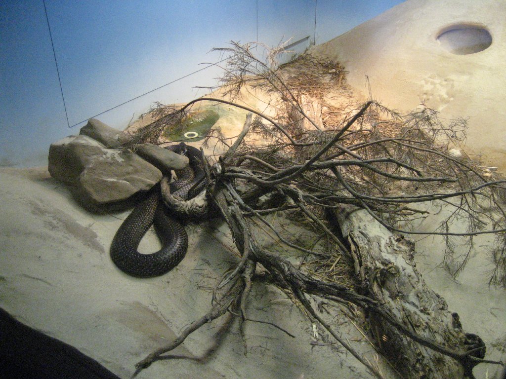 Black Tiger Snake exhibit