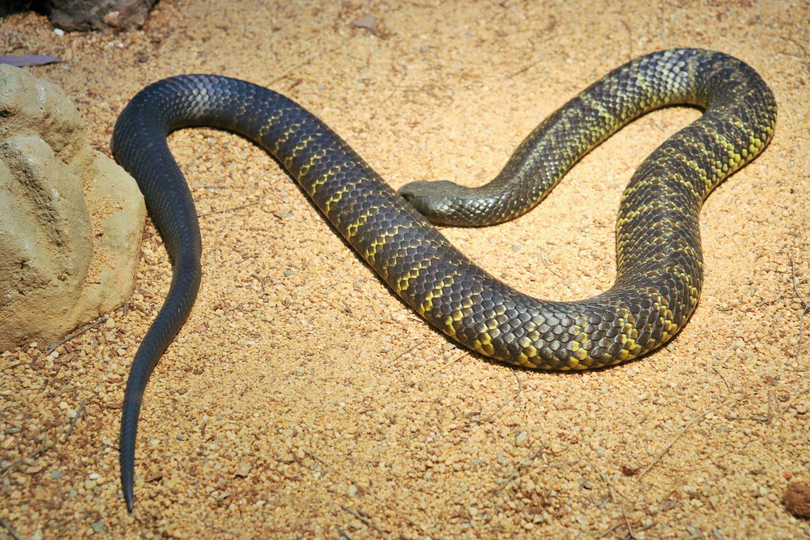 Black Tiger Snake (Notechis scutatus humphreysi)