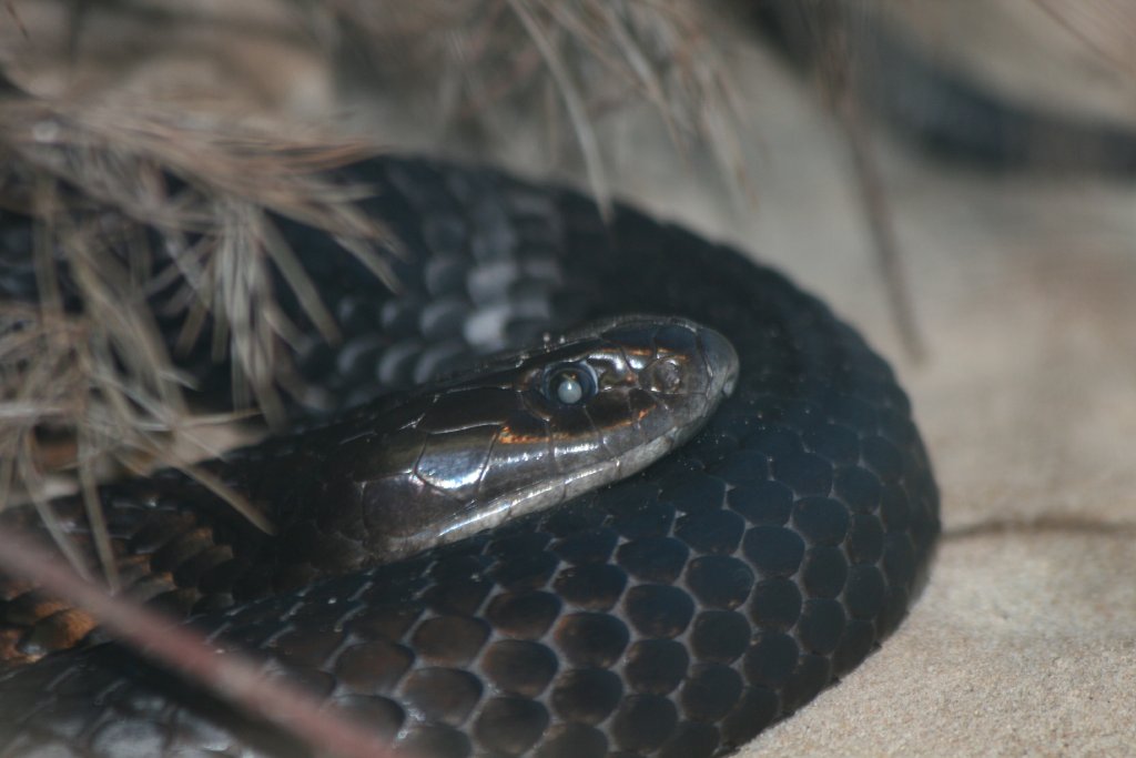 Black Tiger Snake