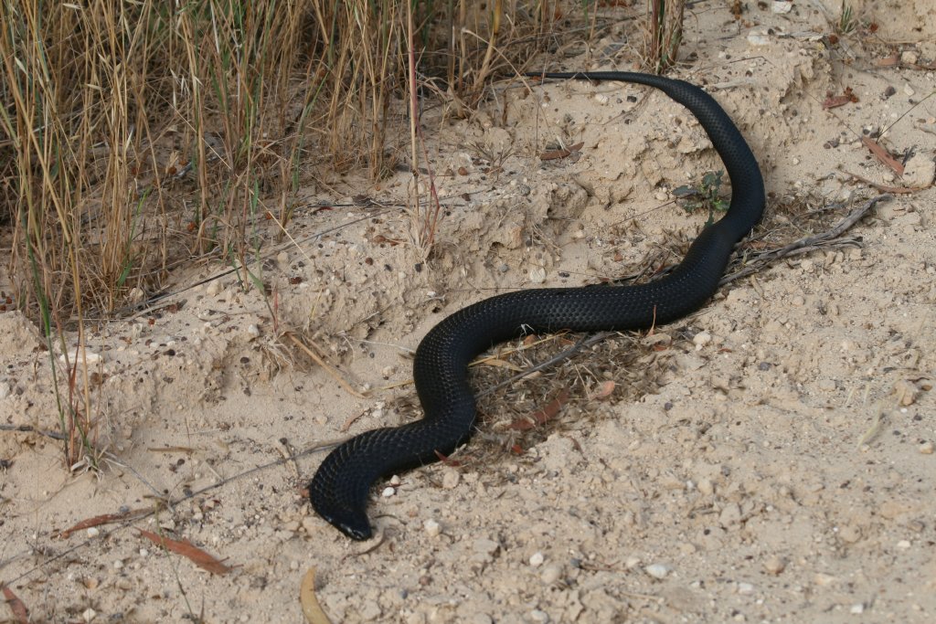 Black Tiger Snake