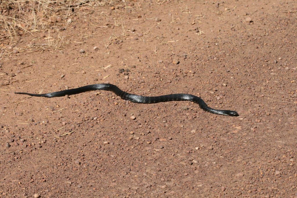 Black Tiger Snake
