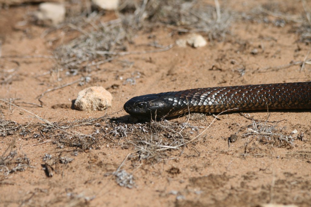 Black Tiger Snake