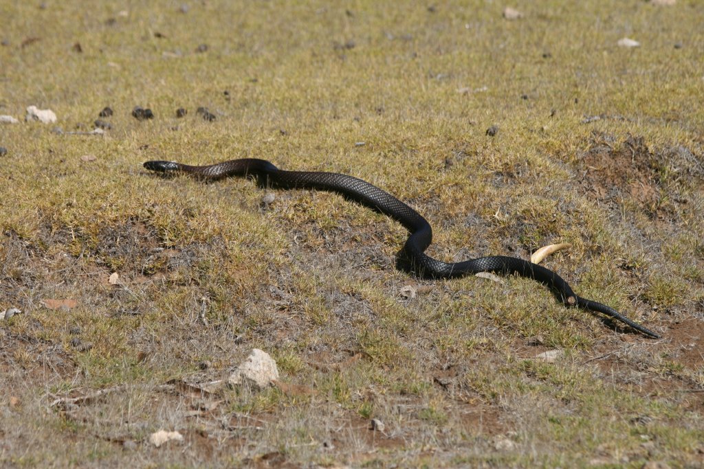 Black Tiger Snake