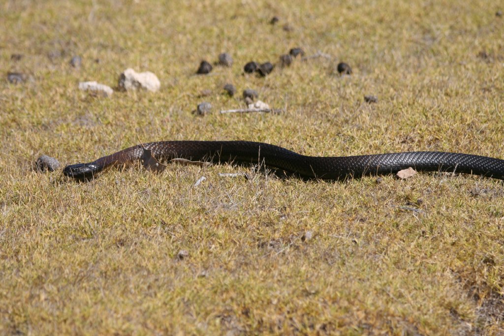 Black Tiger Snake